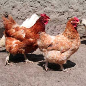 A picture of the chicken walking on the floor